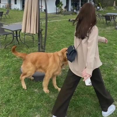 恋爱汪汪汪